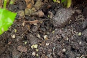 花卉土壤稀缺的原因与解决方法（自家种植花卉土壤减少的现象及应对之策）
