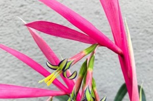 情人泪真的会开花吗？（探寻情人泪开花的真相）