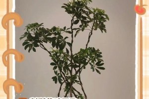 鹅掌柴浇水时间和正确方法（让鹅掌柴茁壮成长，遵循正确浇水方法）