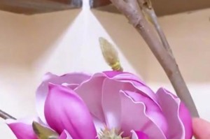 冬季玉兰花怎样管理开花多（打造绚丽冬日花海，）