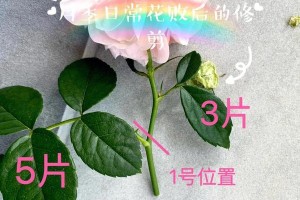 月季花的修剪技巧（打理月季花，从败花修剪开始）