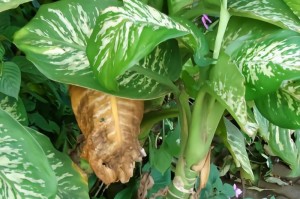 观叶植物（如何区分各类观叶植物，畅享独特的绿色盛宴）
