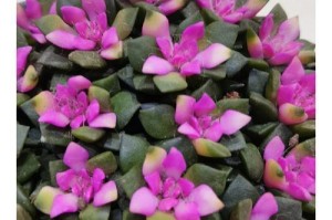 《以吹雪之松多肉怎么养》（掌握关键诀窍，打造独特肉肉花园）