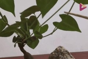 如何正确养护以何首乌盆栽（宝贝栽培指南，让你的以何首乌健康生长）