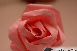 绽放在枝头的花朵——带根花的神奇之美（带根花）