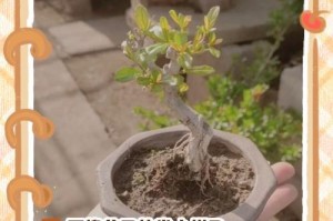以石榴树老根盆景怎么种植（全面解析石榴树老根盆景的种植过程与技巧）