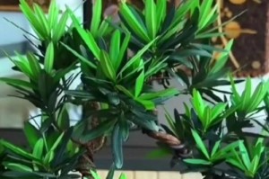 盆景罗汉松养护指南（了解罗汉松的特点，科学养护，打造精美盆景）