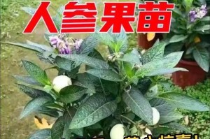 如何正确种植人参果？（掌握时间和方法，让你丰收满满！）