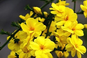 以迎春花怎么插能养活（插花技巧与养护要点）