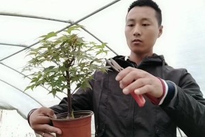 如何正确修剪玫瑰海棠（从基本要点到高级技巧，让你的花园更美丽）