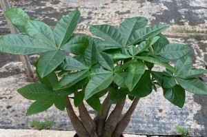 如何制作以小发财树盆栽为主题的文章（室内种植小发财树的技巧与经验）