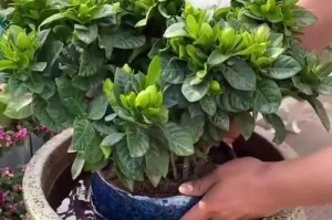栀子花的养护之正确浇肥方式（掌握浇肥技巧，栀子花绽放更美丽）