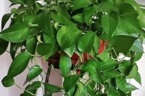 揭秘为何无数人养不活水绿萝？（探究水绿萝养护的关键问题及解决方法）