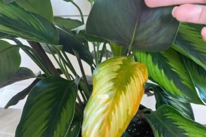 打造理想的云田花木竹芋养护方法（云田花木竹芋怎么养？一起来学习养护技巧吧！）