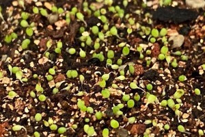 毛汉尼配土方法与种植土壤（助力高产优质农作物种植的科学配土技术）