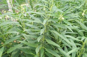 黑芝麻的最佳种植时间（种植黑芝麻，把握好时间点）