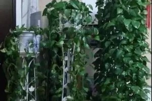 打造繁茂的绿意盎然——以大的绿萝怎么种（从选苗到养护，打造美丽植物空间）