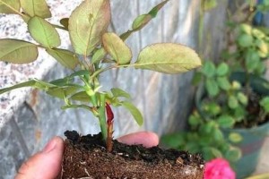 B12肥料适合浇什么花？（选择适宜的肥料，让花儿茁壮成长。）