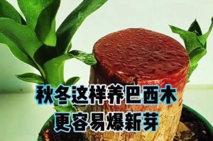 以巴西木刚长芽就断了，怎么办？（教你如何处理以巴西木刚断芽情况）
