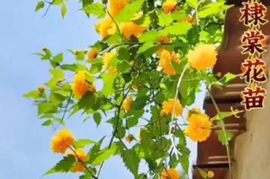 以棣棠花怎么盆栽（打造室内花园的最佳选择）