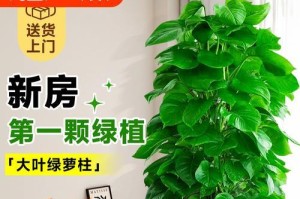 以立柱大叶绿萝插杆的方法与技巧（打造健康繁茂的立柱大叶绿萝，关键在于正确插杆和养护）
