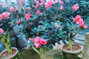 家里也能种出美丽的杜鹃花（从选苗到养护，你需要知道的全在这里）