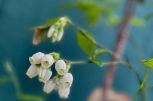 蓝莓开花的美丽与神秘（探秘蓝莓开花的颜色与形态）