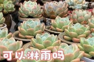 夏天多肉淋雨了怎么办？（多肉植物遭遇夏季雨水，应采取的护理措施）