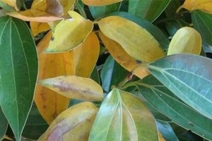 室内盆栽黄了怎么办？（有效救治方法，让植物重新焕发生机！）