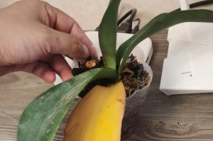 兰花根部叶子黄了怎么办？（解决兰花根部叶子黄化的方法与技巧）
