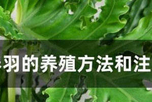 番薯发芽水培的养殖技巧（换水是番薯发芽水培中的关键步骤）