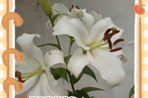 粉百合种植指南（打造美丽花园的秘密武器）
