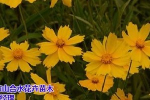 金鸡菊播种时间及栽培技巧（金鸡菊的生长特点和繁殖方法）