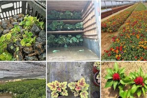 福禄考的最佳播种时间（掌握福禄考种植的先决条件）