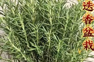 揭秘迷迭香的生命特性（多年生或一年生？一起来了解迷迭香的生命历程吧！）