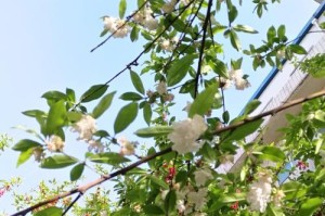 盛开白色花的树种介绍（探寻白色花海的美妙世界）
