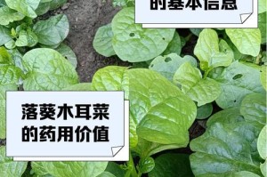 以潺菜怎么种植（详细介绍潺菜的种植方法和技巧，助您成功栽培）