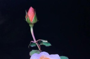 果汁阳台（方便实用的阳台设计，让你的果汁随时随地享受）
