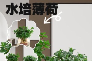 薄荷种植全攻略（从选地到收割，轻松养殖薄荷的小窍门）