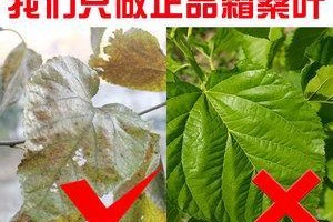 探究桑叶药用价值——从传统医学到现代研究（挖掘桑叶的医疗价值，探寻人们健康新路径）