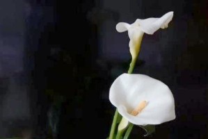 以马蹄莲怎样快速开放（以马蹄莲开花加速技巧与注意事项）