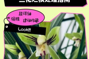 墨兰根空处理方法（保护和修复墨兰根空的关键技巧）