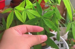 冬季养发财树的秘籍（打造富贵之树，冬季养护必知）