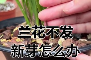 兰花上盆不发新芽的原因及解决方法（探索兰花上盆不发新芽的根源，教你有效解决问题）