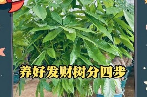 浇水技巧，让你的发财树更茂盛（掌握正确的浇水方法，打造健康的发财树）