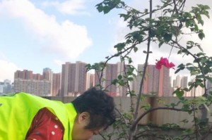 如何正确给月季松土（全面掌握月季松土的步骤和技巧）