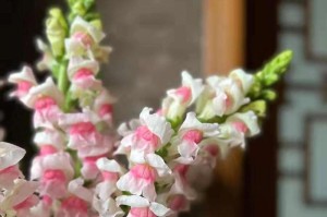 室内金鱼草养殖指南（打造绿意盎然的室内植物天堂）