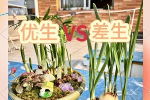 土培水仙花为何不开花？（解决土培水仙花不开花的方法和技巧）