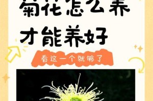 蒸菊花的养护与繁衍（以蒸菊花怎么养为主题的全面指南）