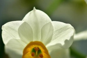 打造美丽花坛，从水仙花开始（打造美丽花坛，从水仙花开始）